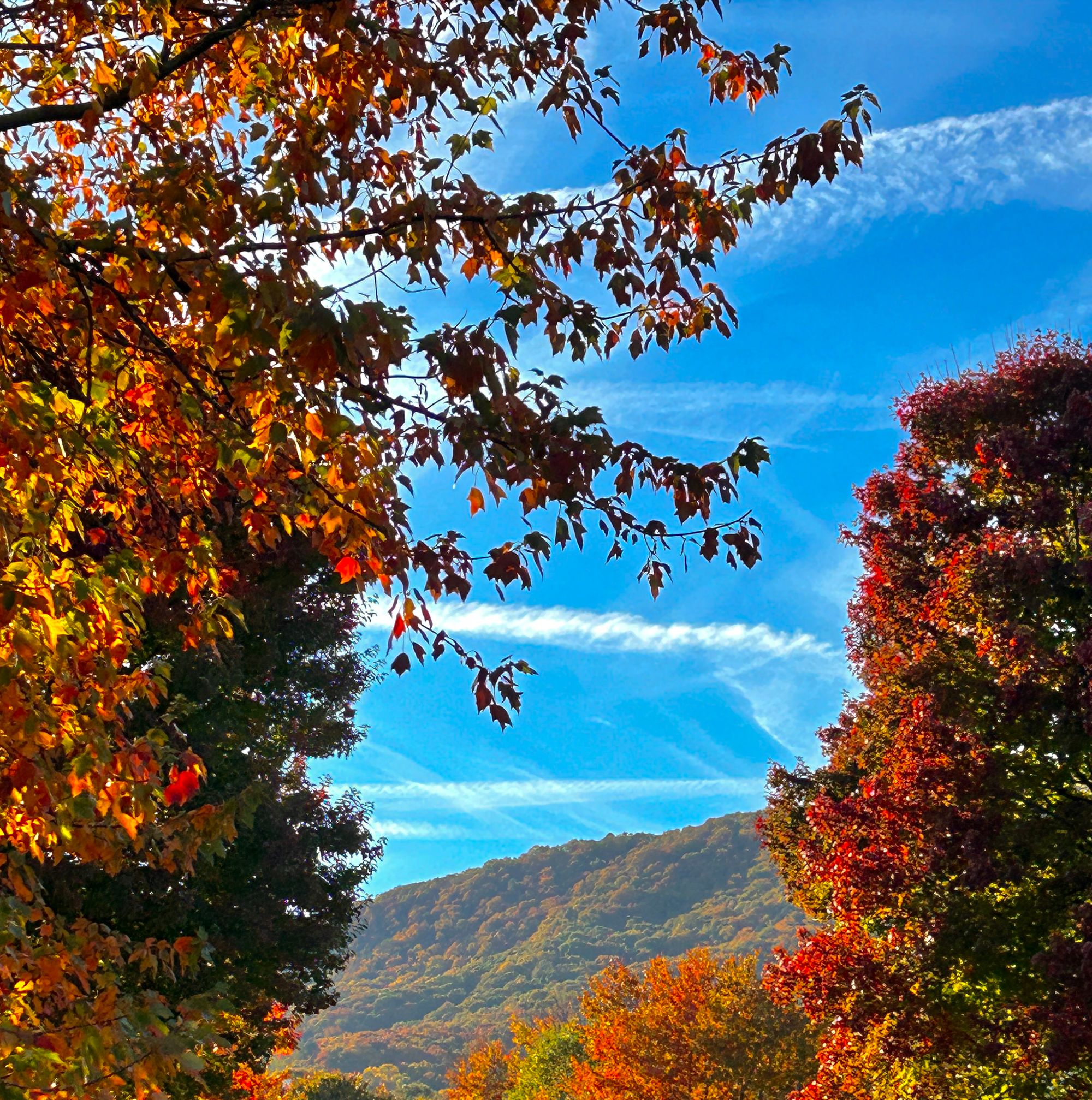autumn leaves with a mountain and sky in the background