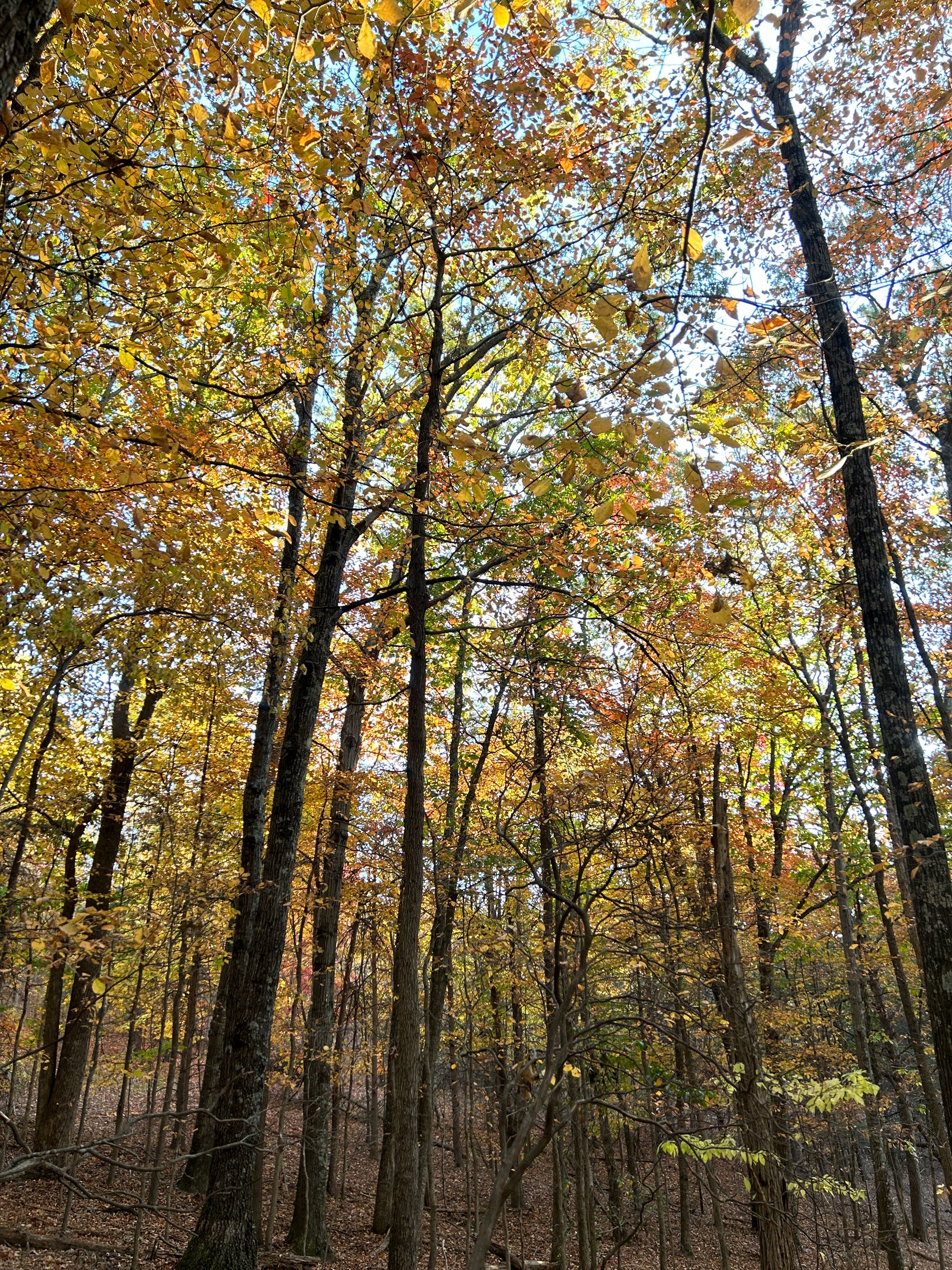 autumn trees in the woods,red and orange.