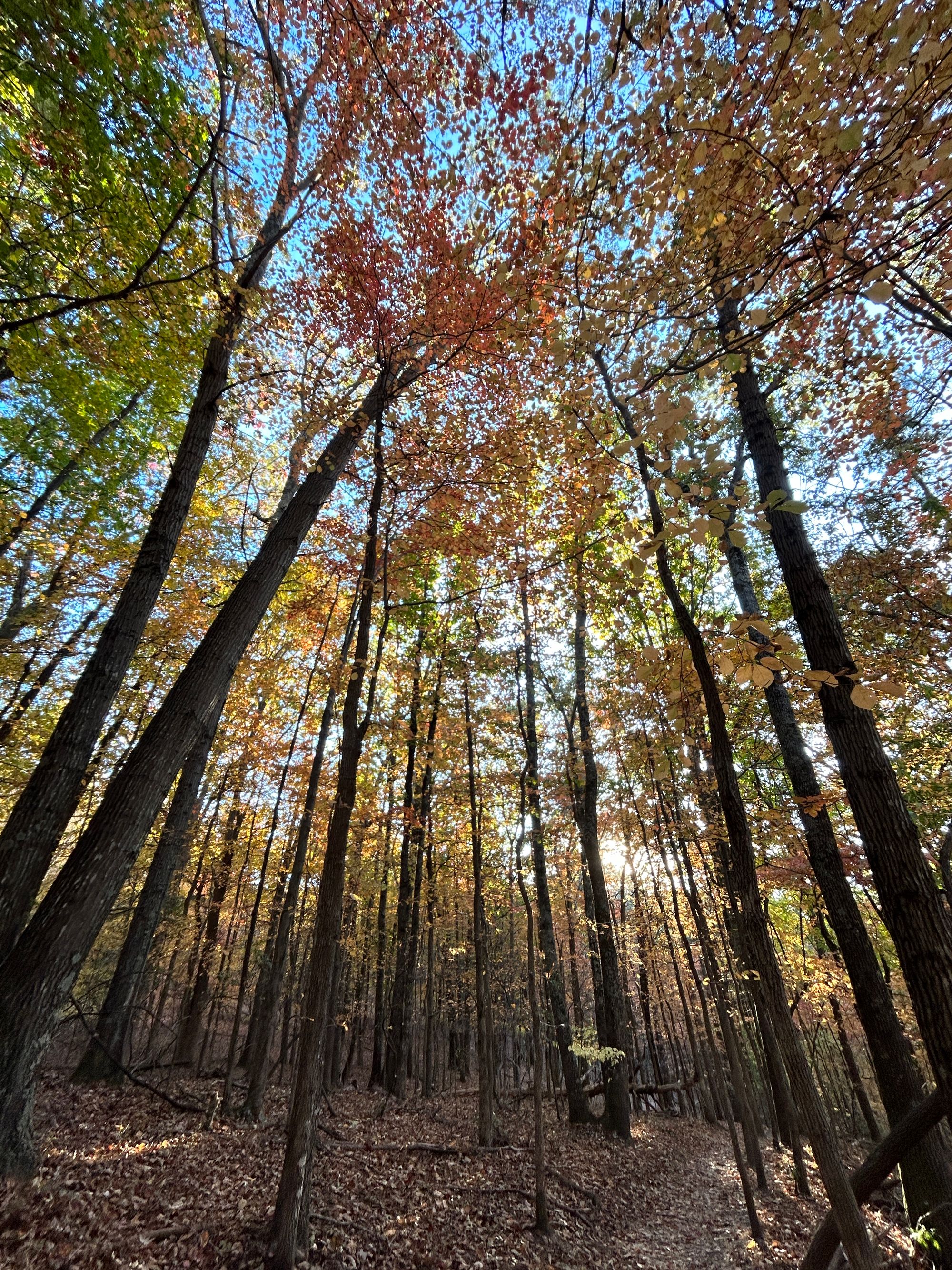 autumn woods with some sunlight coming through