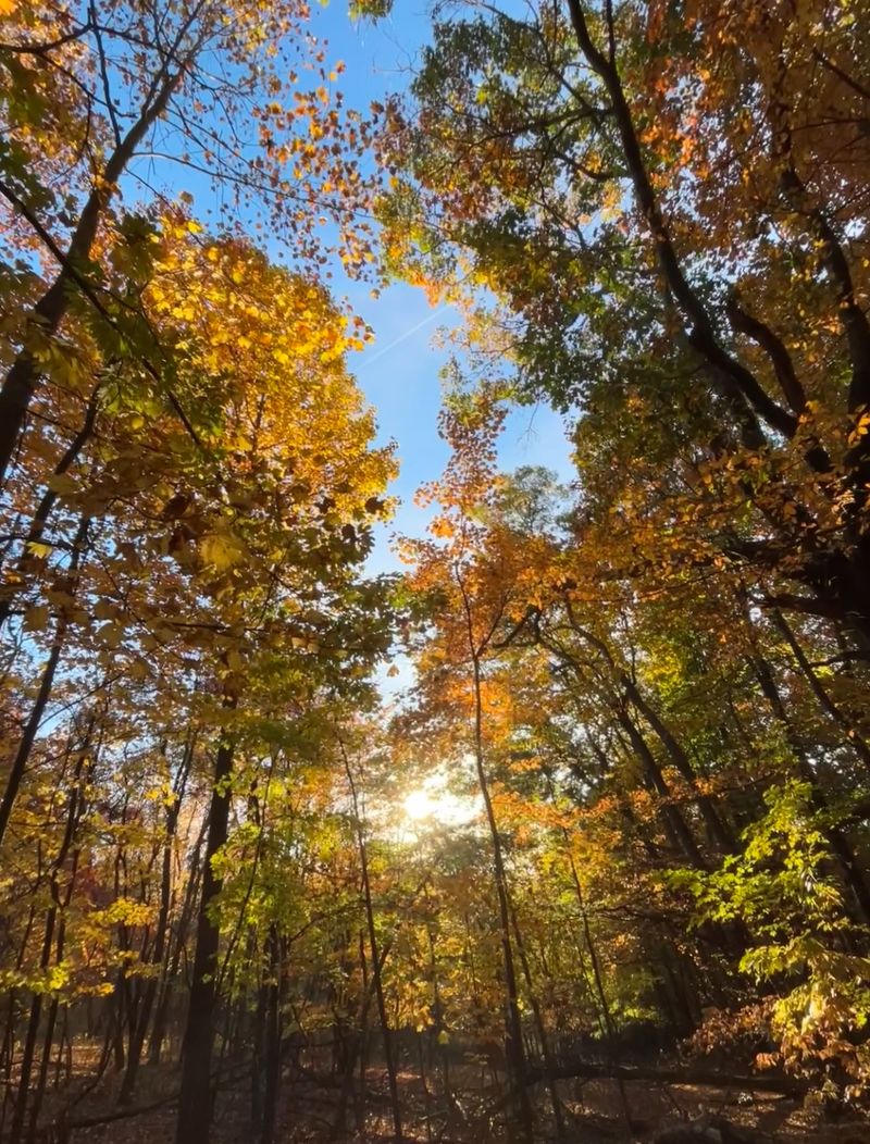 autumn trees with sunlight coming through in the woods