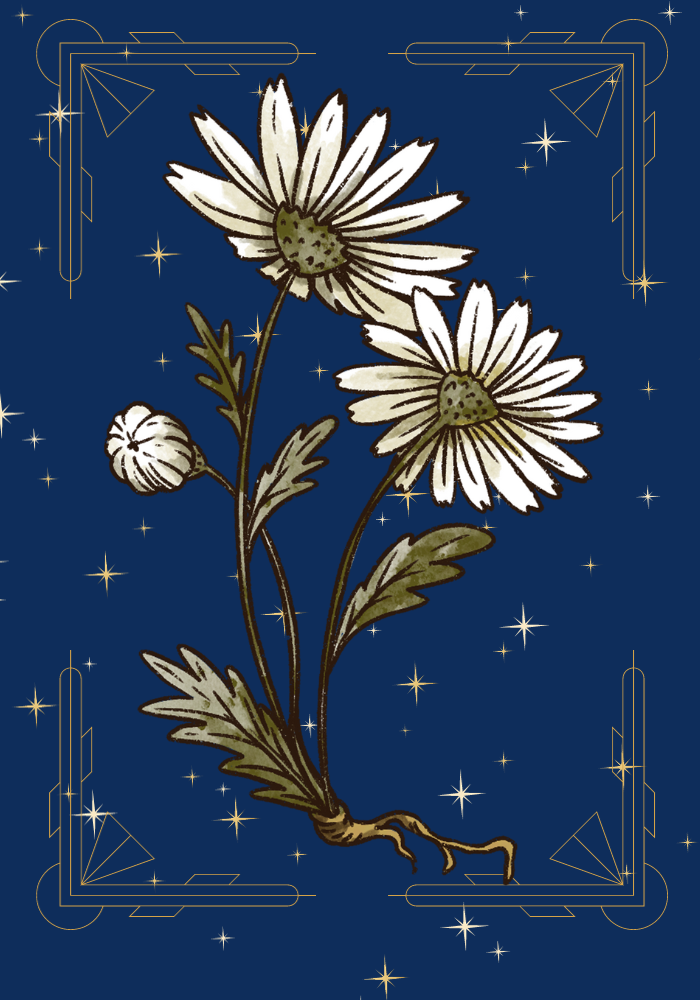 daisies with stars and abstract shapes in background